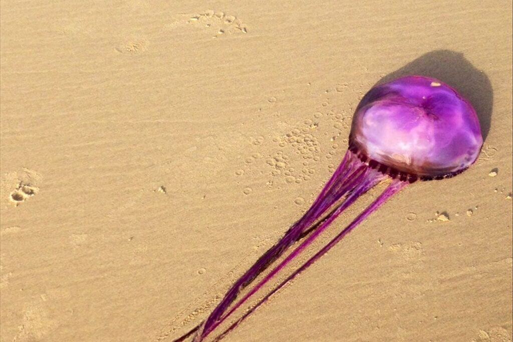 A purple jellyfish lying on the sand.