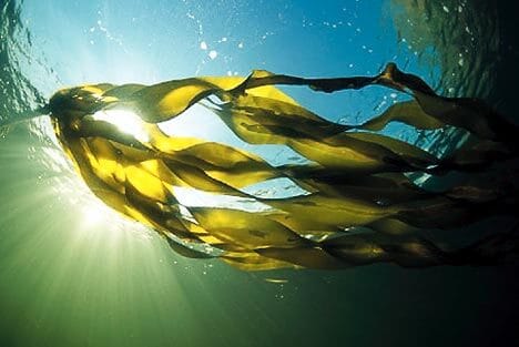 https://oceanfit.com.au/wp-content/uploads/2014/12/Seaweed.jpg